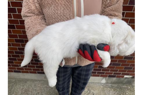 成約済の千葉県のグレートピレニーズ-359426の22枚目